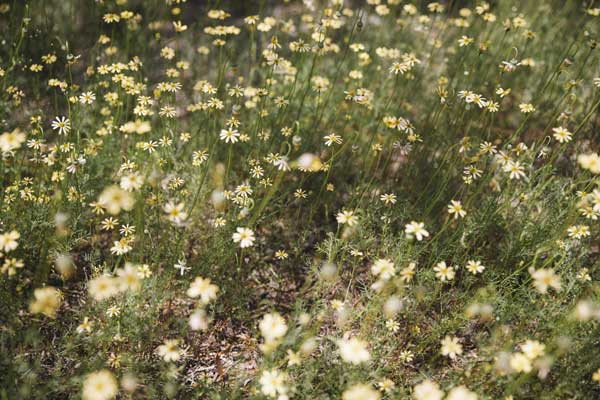 September in WA: The best time to see wildflowers