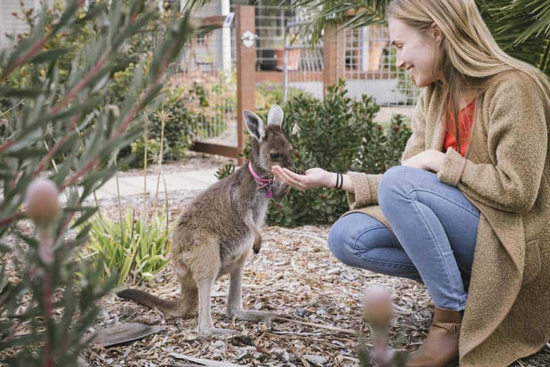 Young women feeding a joey in a park in Corrigin on the Pathways to Wave Rock