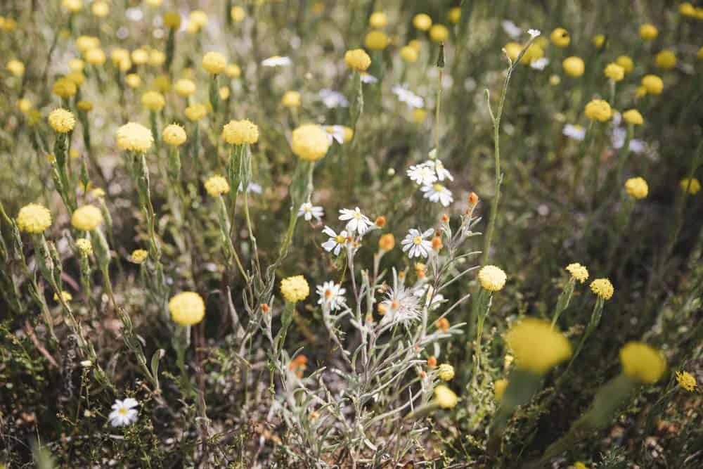 White and yellow wildflowers in a field on the Pathways to Wave Rock self drive trail